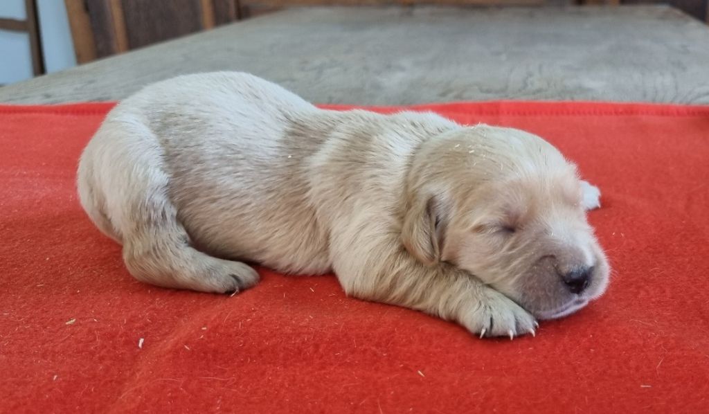 des hirondelles du voyage - Chiots disponibles - Golden Retriever