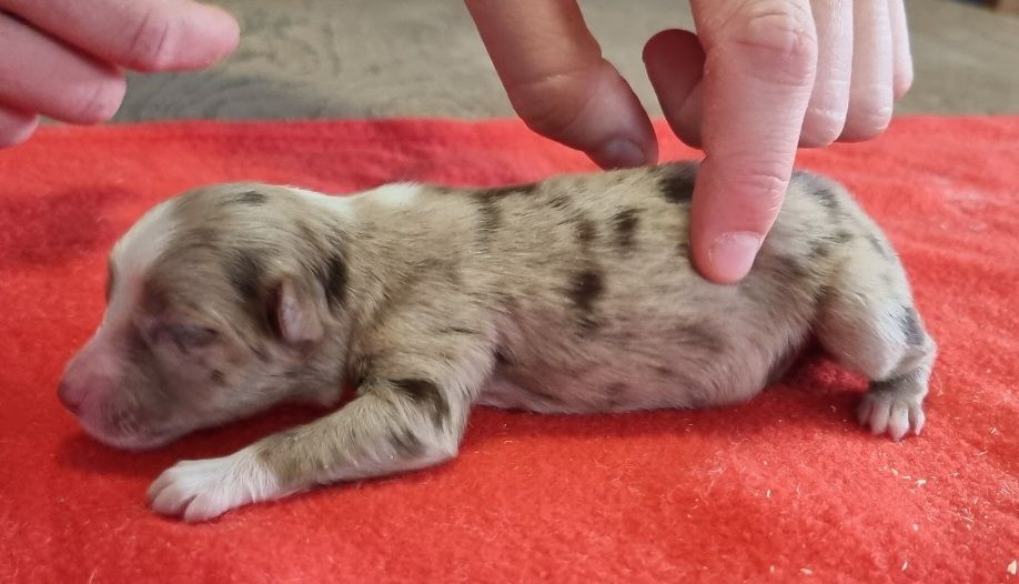 des hirondelles du voyage - Chiots disponibles - Berger Américain Miniature 