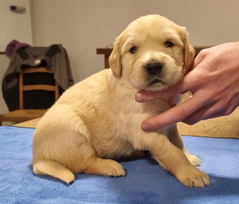 CHIOT 5
