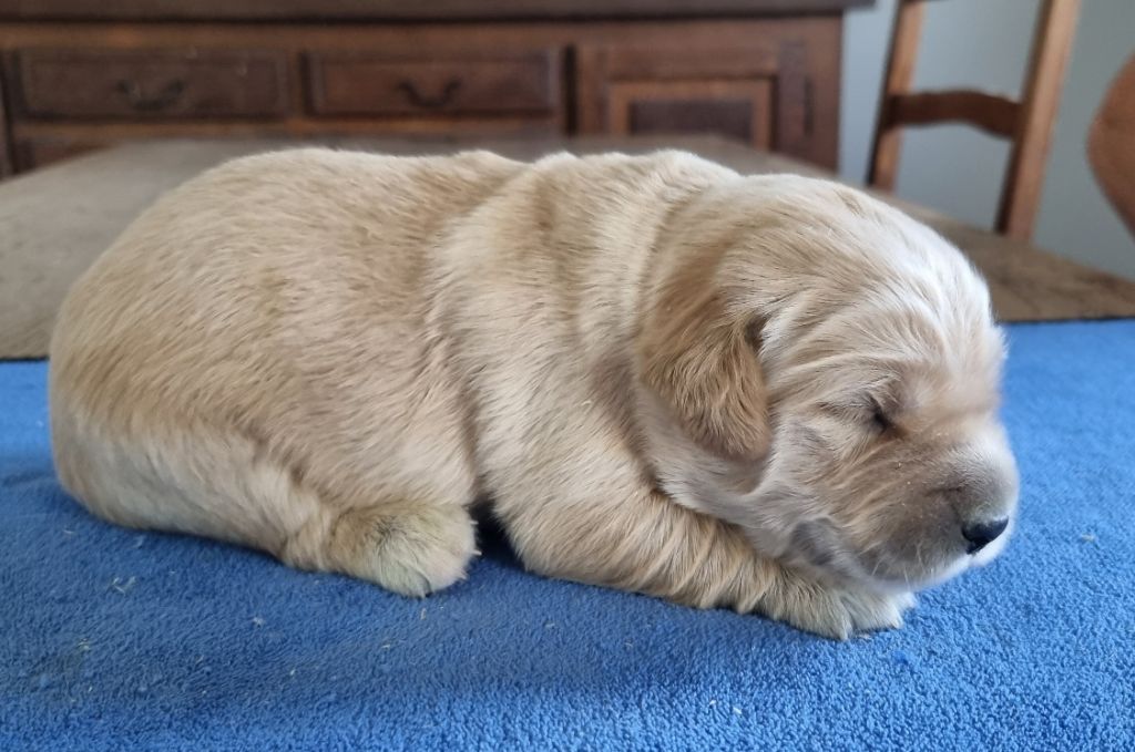 des hirondelles du voyage - Chiots disponibles - Golden Retriever