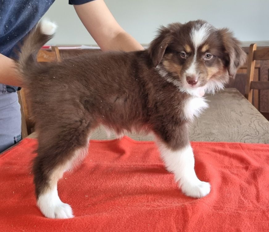 des hirondelles du voyage - Chiots disponibles - Berger Américain Miniature 