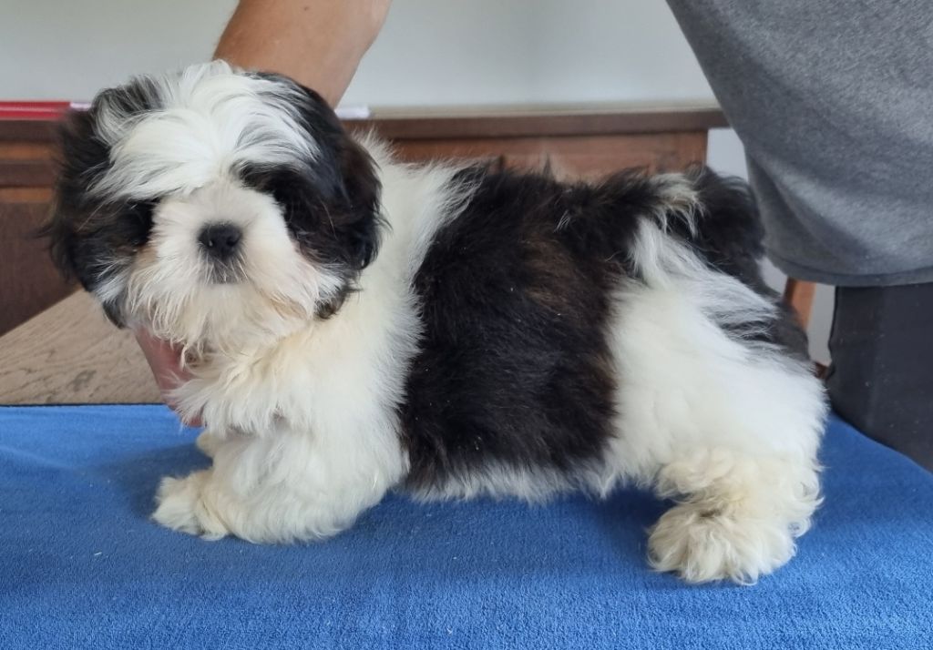 des hirondelles du voyage - Chiots disponibles - Shih Tzu