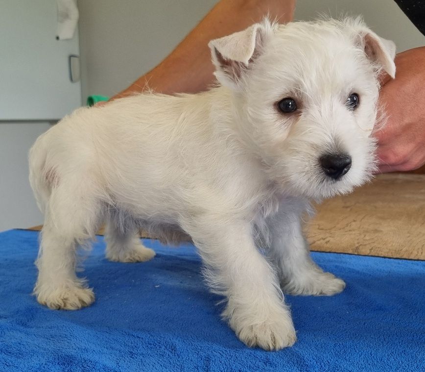 des hirondelles du voyage - Chiots disponibles - West Highland White Terrier