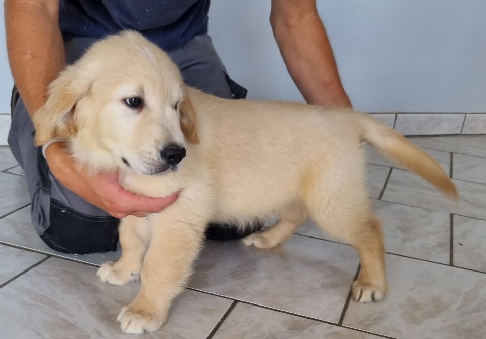 des hirondelles du voyage - Chiots disponibles - Golden Retriever