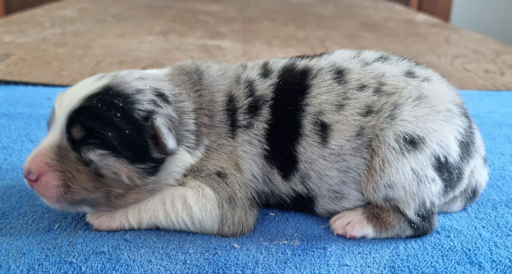 des hirondelles du voyage - Chiots disponibles - Berger Australien