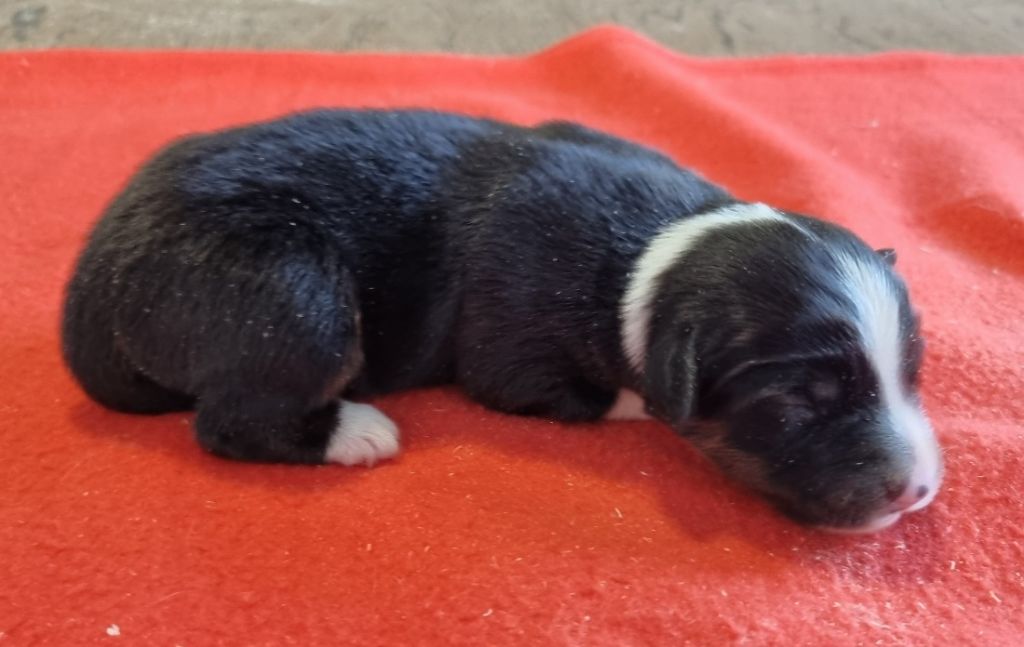 des hirondelles du voyage - Chiots disponibles - Berger Américain Miniature 