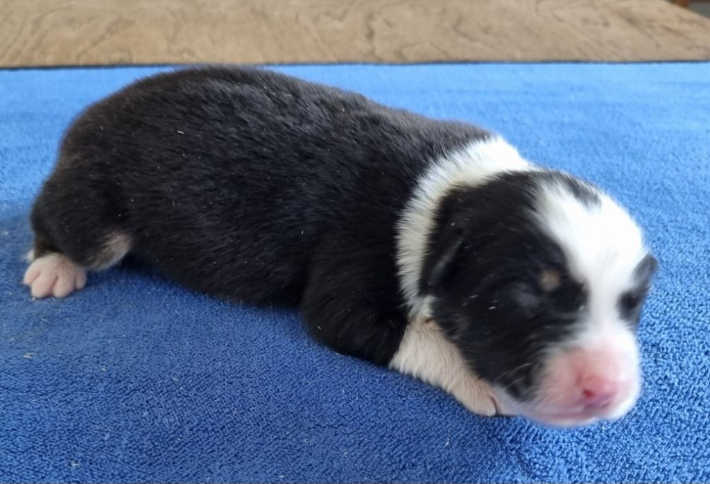 des hirondelles du voyage - Chiots disponibles - Berger Australien