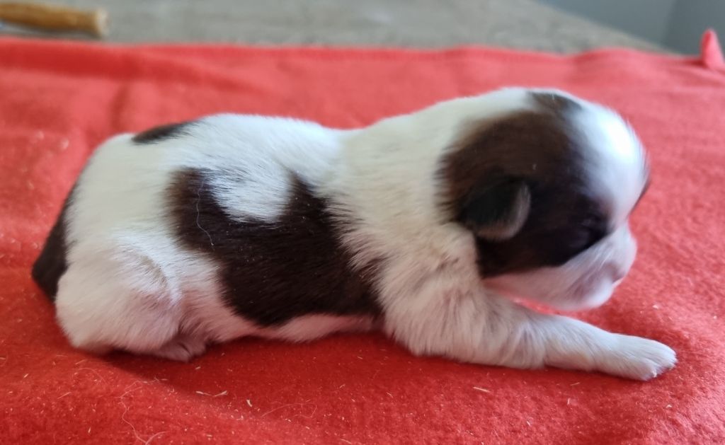 des hirondelles du voyage - Chiots disponibles - Shih Tzu