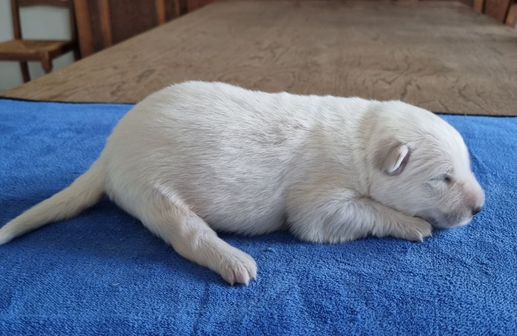 des hirondelles du voyage - Chiots disponibles - Berger Blanc Suisse