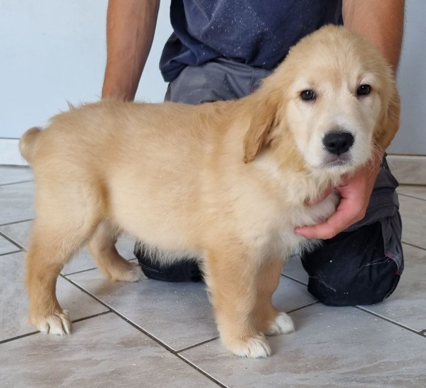 des hirondelles du voyage - Chiots disponibles - Golden Retriever