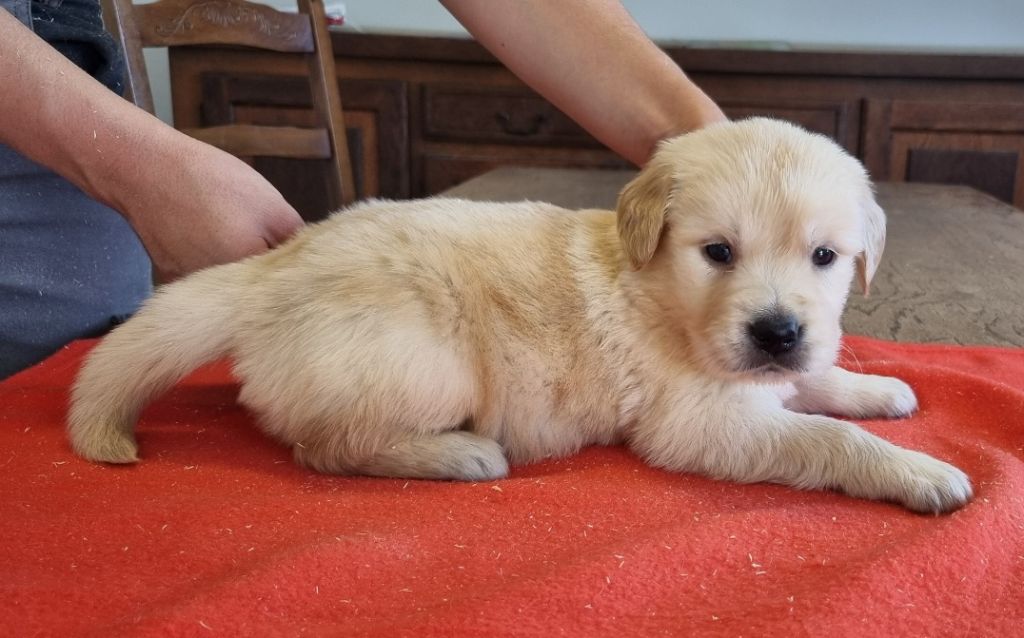 des hirondelles du voyage - Chiots disponibles - Golden Retriever