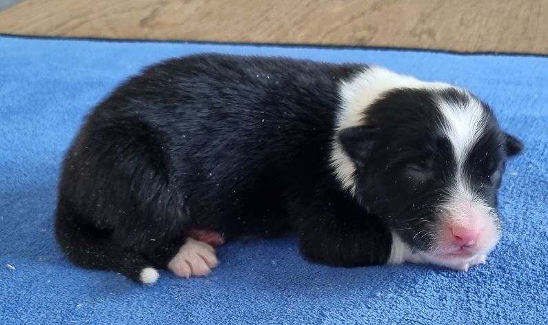 des hirondelles du voyage - Chiots disponibles - Berger Australien