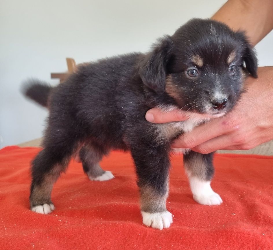 des hirondelles du voyage - Chiots disponibles - Berger Américain Miniature 