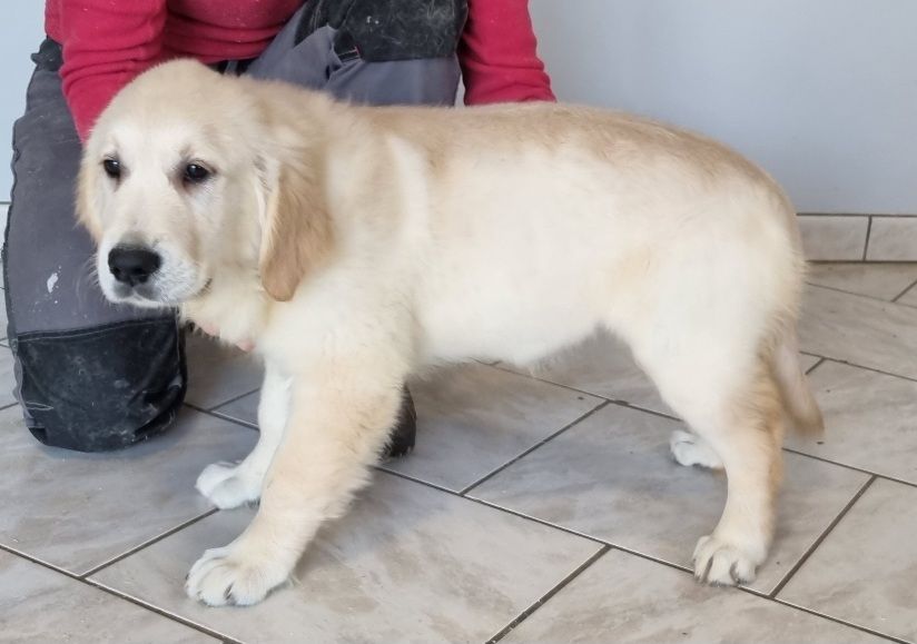 CHIOT 4 658