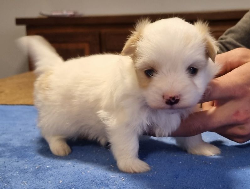 des hirondelles du voyage - Chiots disponibles - Coton de Tulear
