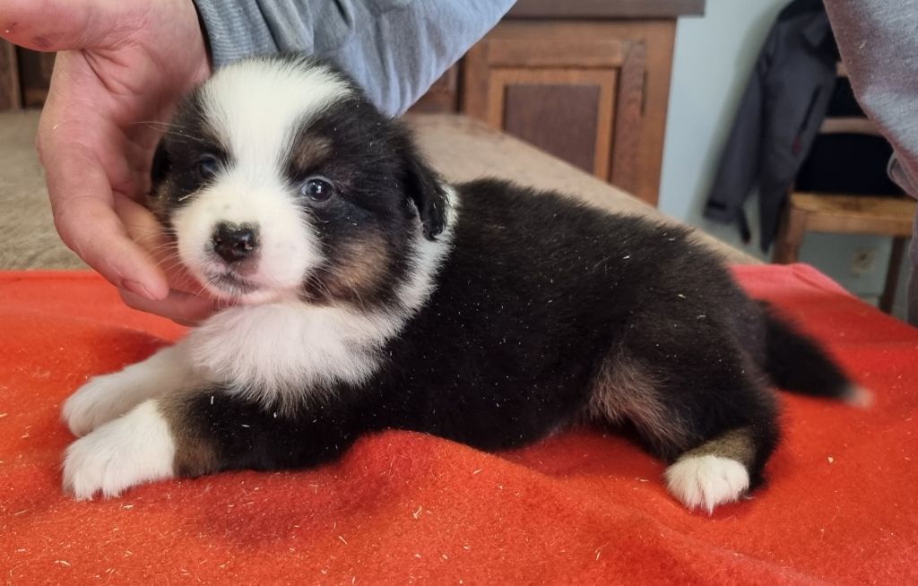 des hirondelles du voyage - Chiots disponibles - Berger Américain Miniature 