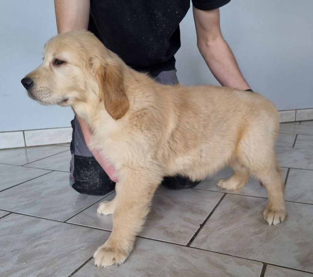 des hirondelles du voyage - Chiots disponibles - Golden Retriever