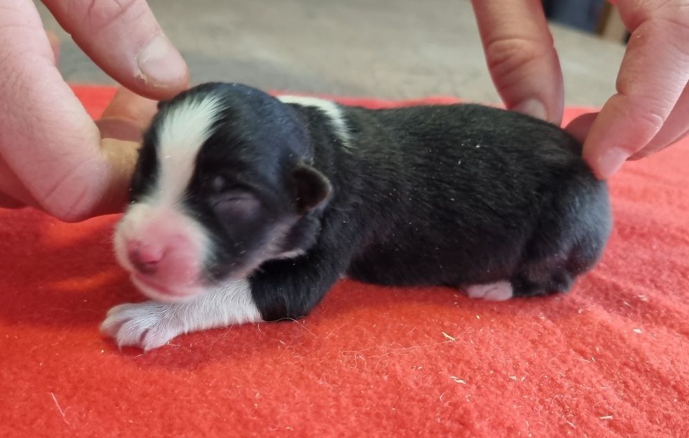 des hirondelles du voyage - Chiots disponibles - Berger Américain Miniature 