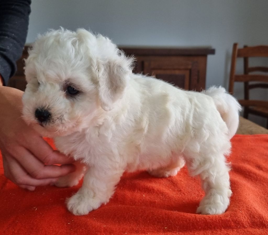 CHIOT 3