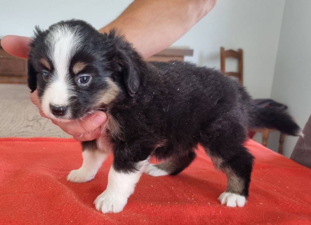 des hirondelles du voyage - Chiots disponibles - Berger Américain Miniature 