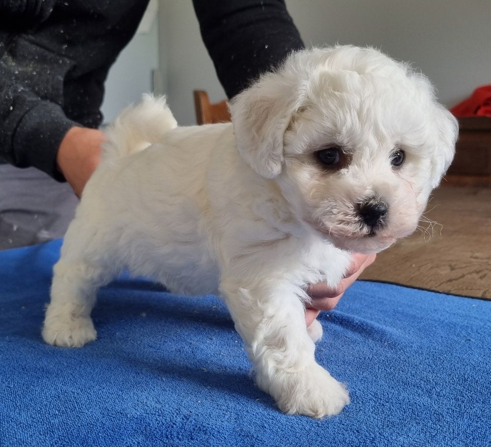 CHIOT 1