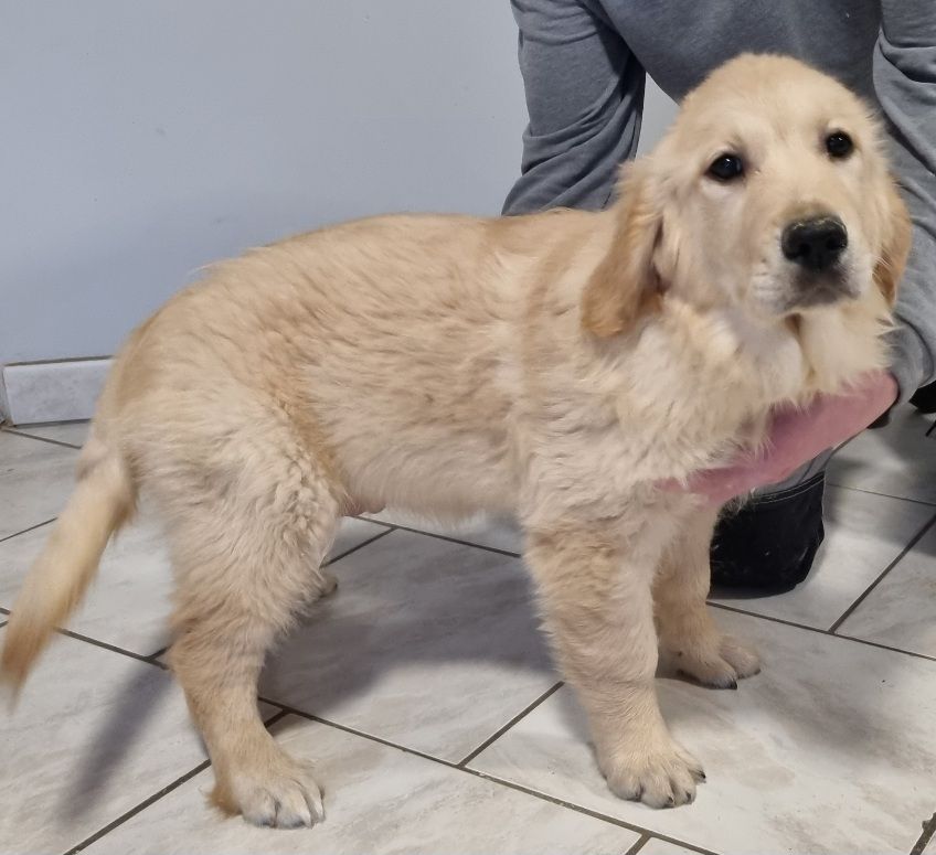 des hirondelles du voyage - Chiots disponibles - Golden Retriever