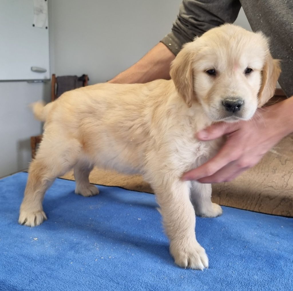 des hirondelles du voyage - Chiots disponibles - Golden Retriever