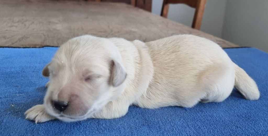 des hirondelles du voyage - Chiots disponibles - Golden Retriever