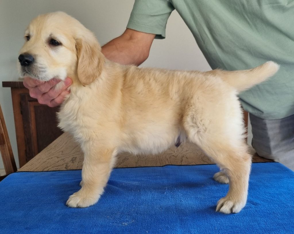 des hirondelles du voyage - Chiots disponibles - Golden Retriever