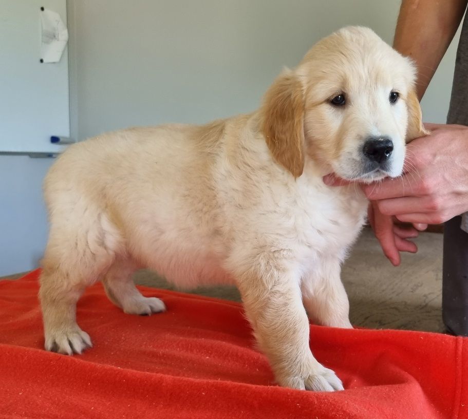 des hirondelles du voyage - Chiots disponibles - Golden Retriever