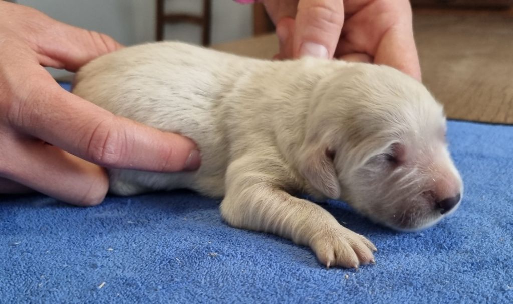 des hirondelles du voyage - Chiots disponibles - Golden Retriever