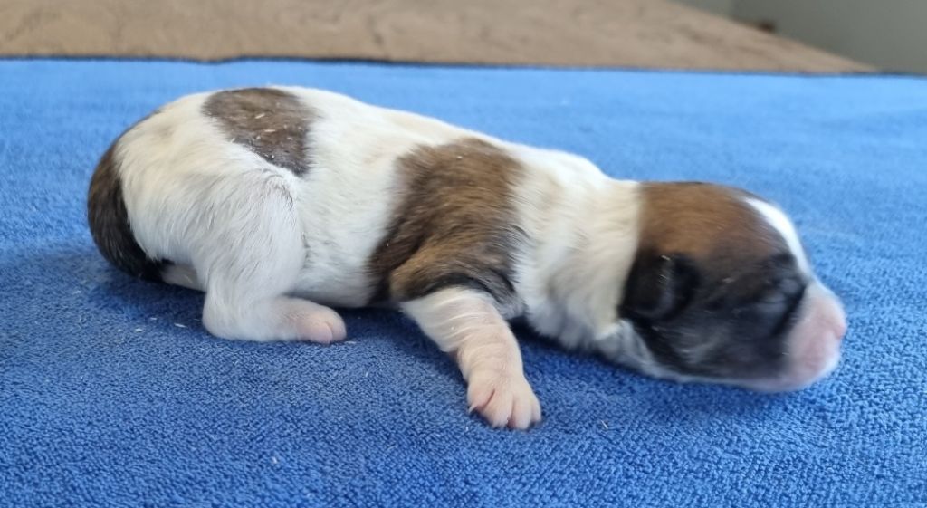 des hirondelles du voyage - Chiots disponibles - Coton de Tulear