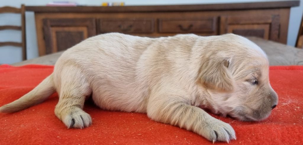 des hirondelles du voyage - Chiots disponibles - Golden Retriever