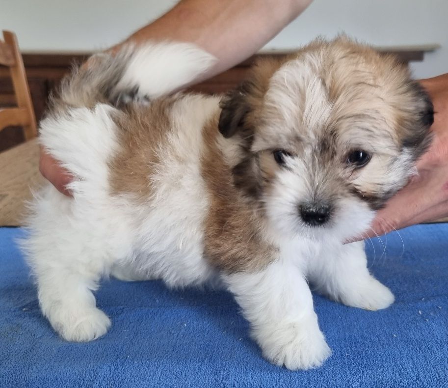 des hirondelles du voyage - Chiots disponibles - Coton de Tulear