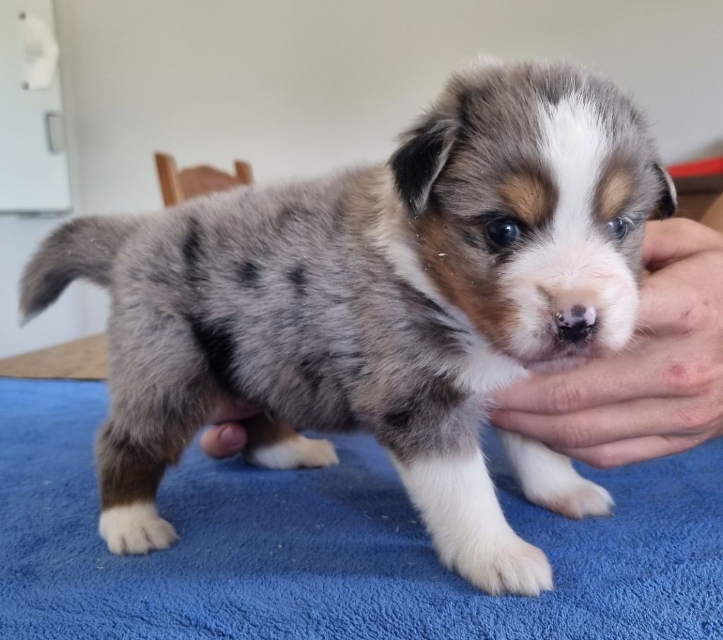 des hirondelles du voyage - Chiots disponibles - Berger Américain Miniature 
