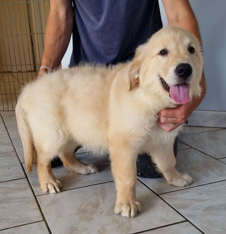 des hirondelles du voyage - Chiots disponibles - Golden Retriever