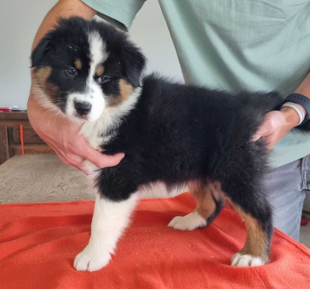 des hirondelles du voyage - Chiots disponibles - Berger Australien