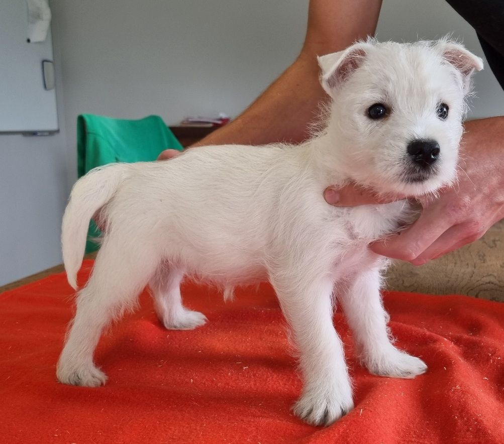 des hirondelles du voyage - Chiots disponibles - West Highland White Terrier