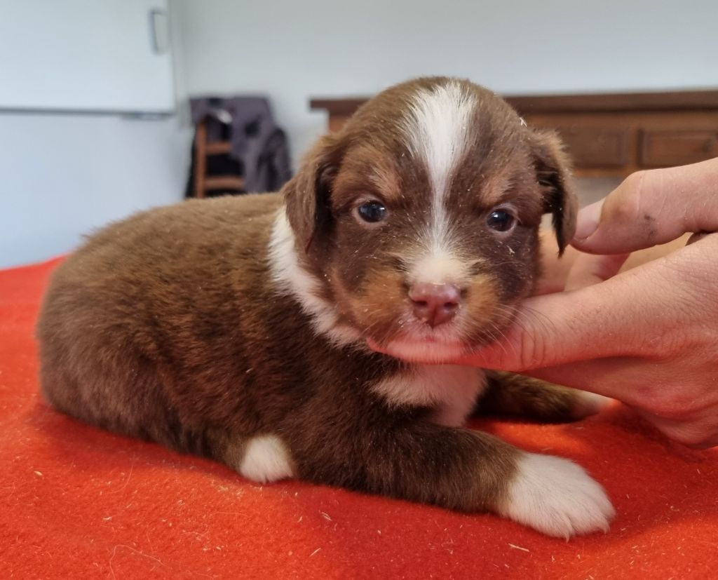 des hirondelles du voyage - Chiots disponibles - Berger Américain Miniature 