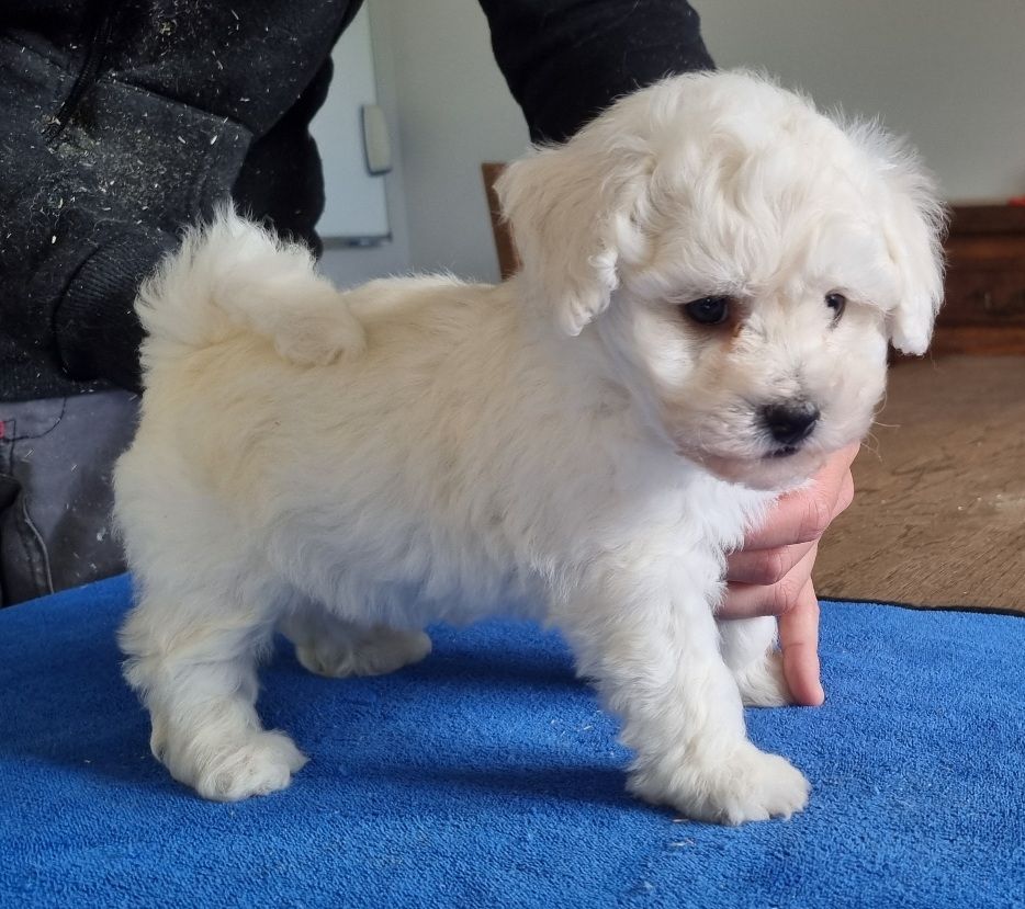 CHIOT 2