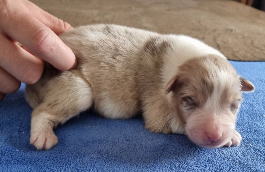 des hirondelles du voyage - Chiots disponibles - Berger Australien