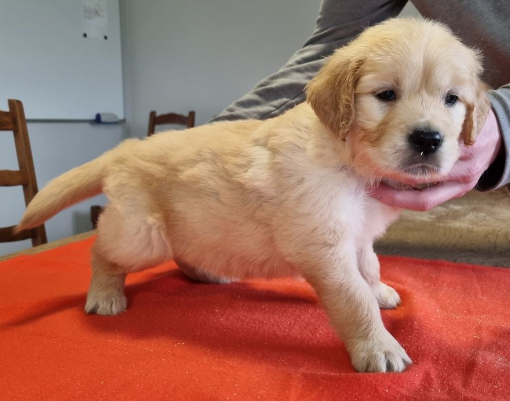 des hirondelles du voyage - Chiots disponibles - Golden Retriever