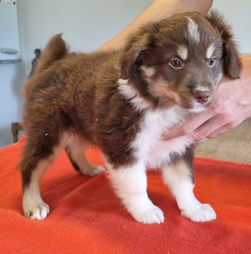 des hirondelles du voyage - Chiots disponibles - Berger Américain Miniature 